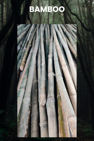 BAMBOO